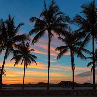 Palm Beach Thumbnail